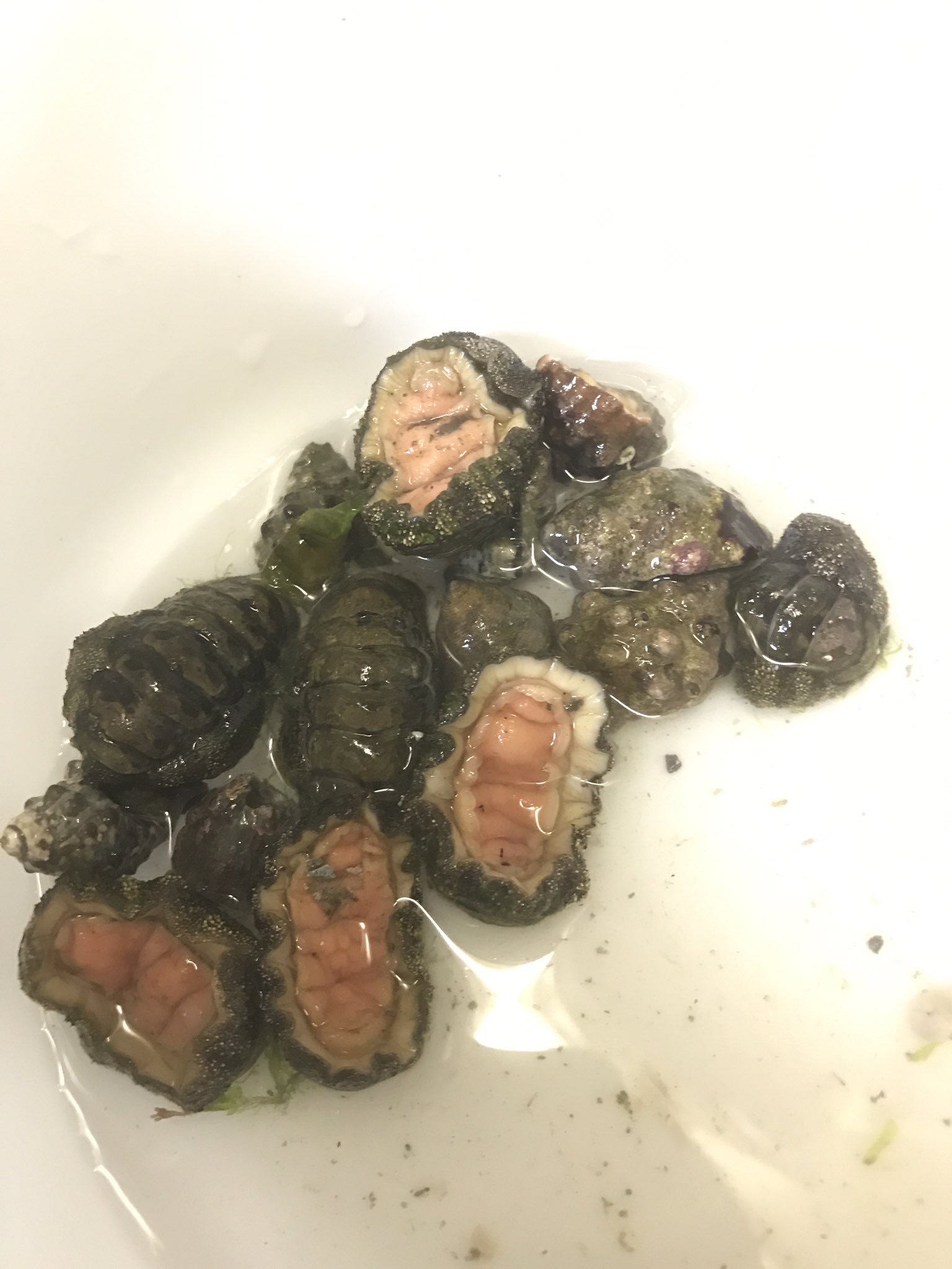 農大アウトドアフィッシングサークル 雑魚ハゼを調理してみんなで食べることになったのですが 食べるには数が少なかったのでヒザラガイとヤドカリをそれぞれ刺身と味噌汁にしてみました ヒザラガイはすごい脂の味がしました コリコリしない硬いえんがわ