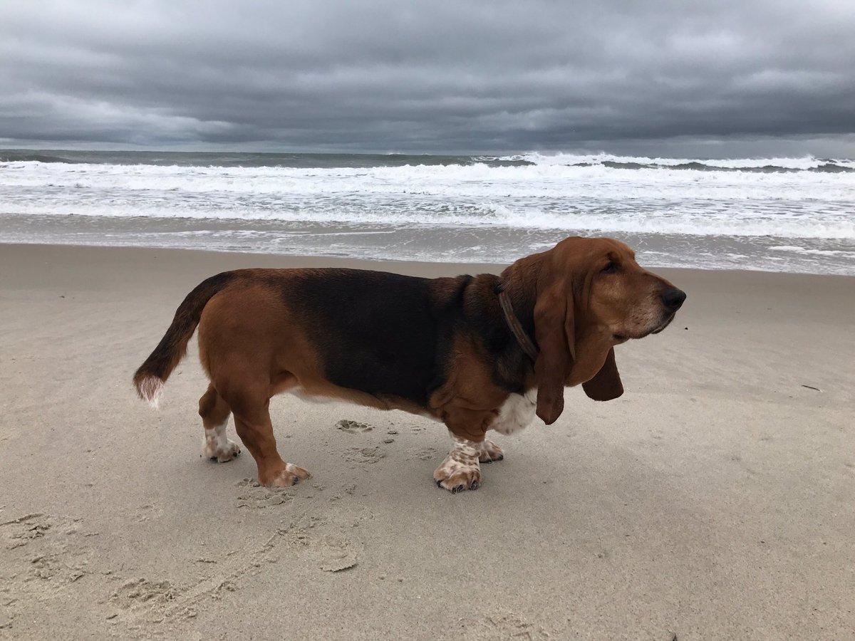 TherapyHound's tweet photo. On the beach, Emerald Isle, NC #beachhound https://t.co/zAcTv1v2iw