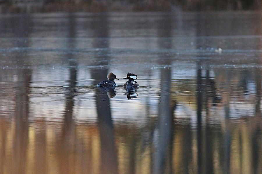 #hoodedmergansers #nature
buff.ly/2nC18tV