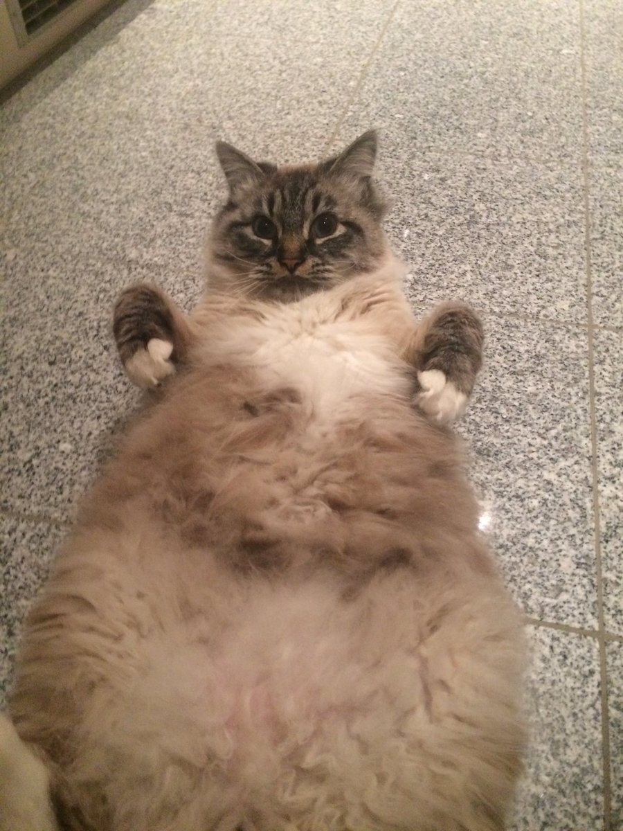 charlieinberlin's tweet photo. Hello ladies #catsoftwitter #catcontent #bellyfluff #catbelly https://t.co/CcvfeeWUtx