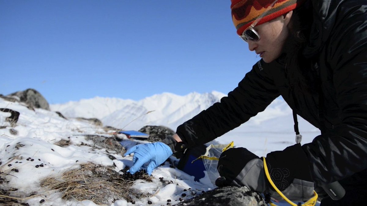 AlaskaNPS's tweet photo. We bagged poop last weekend to get the scoop on Dall’s sheep diet & body condition. We monitor their populations https://t.co/tApzMxXkbS. https://t.co/oyVwV8v2cM