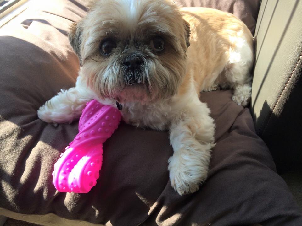 MikaPuddin's tweet image. #TooCuteTuesday #shihtzu #shihtzumania #dogsoftwitter