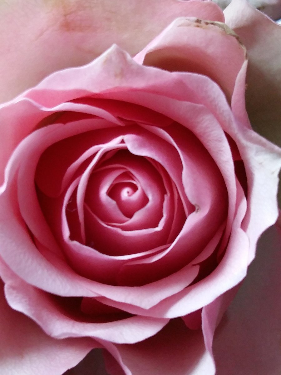 OhButtonMe's tweet image. Pretty flowers