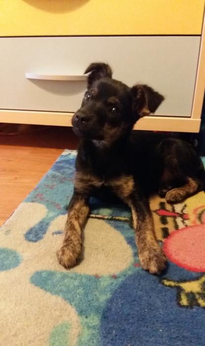 NuevaVidaAdop's tweet photo. MADRID
MARISOL bebe 2,5meses
ABANDONADA n contenedor de basura,UNICA superviviente
#madrid #adopta #cachorros
facenuevavida@gmail.com https://t.co/61G1HKX5Ny