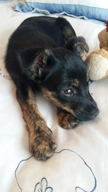 NuevaVidaAdop's tweet photo. MADRID
MARISOL bebe 2,5meses
ABANDONADA n contenedor de basura,UNICA superviviente
#madrid #adopta #cachorros
facenuevavida@gmail.com https://t.co/61G1HKX5Ny