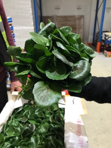 Do @oakleafeuropean do watercress?! OH YES THEY DO!