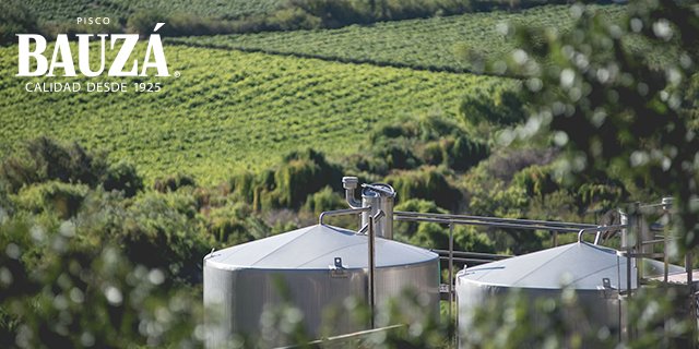 Cada parra de uvas #Bauzá crece bajo el fuerte sol del Norte Chico, a 1.200 metros sobre el nivel del mar. #PiscoBauzá