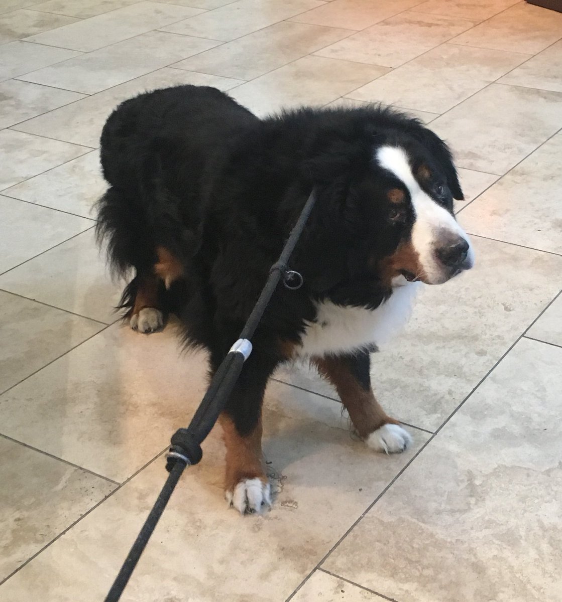 NoodleBMD's tweet photo. No dad, I'm not going that way. #bernesemountaindog #dogsoftwitter #balking https://t.co/9Y42XscA4F