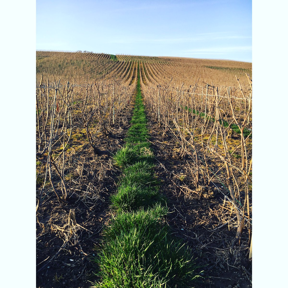 PicardBoyer's tweet photo. Du #soleil pour finir la taille des #vignes 👌 #champagne #picardetboyer https://t.co/khoaOn8s11