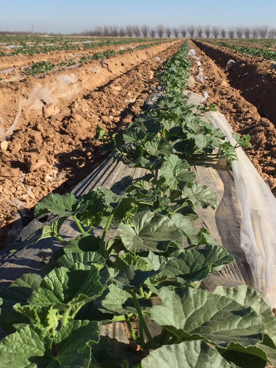 SantaRosaProduc's tweet photo. Amazing how 90 degree weather doubles melons plants #cantaloupe #abc15 #farming https://t.co/lrwZ4Ks9SA