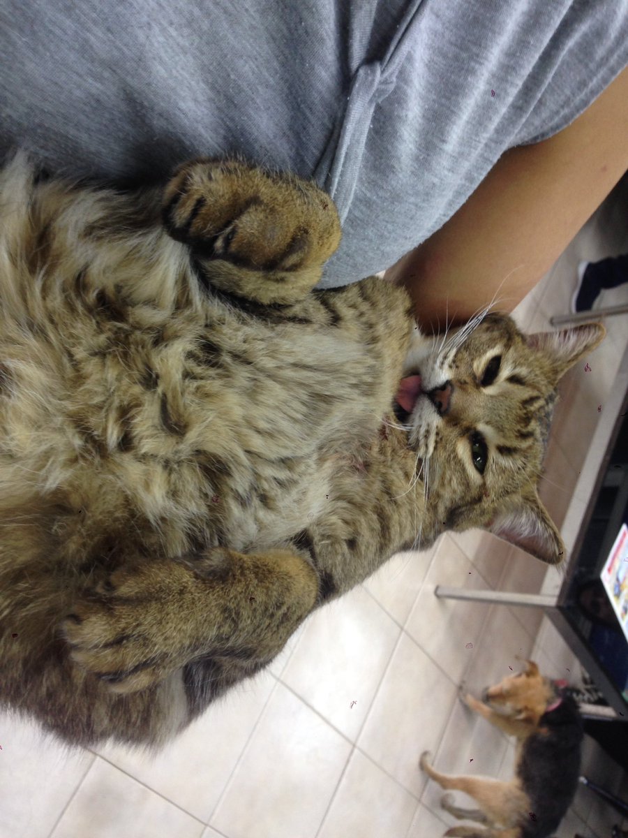 conamortv's tweet photo. Nuestra Puma fue al veterinario 😭 https://t.co/YSfKSqToTf