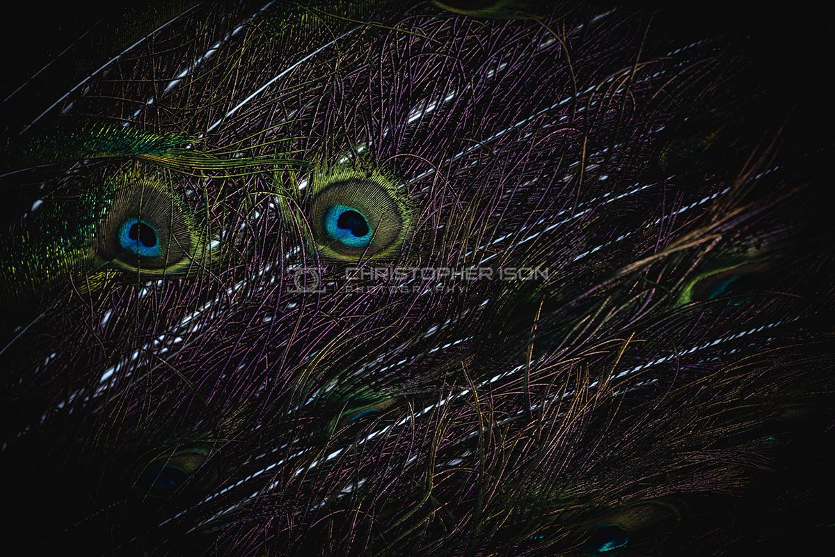 crsison's tweet image. #PierrethePeacock can be a moody character! From an ongoing #personalproject... #ringflash #creativeheadspace #photographer #photography