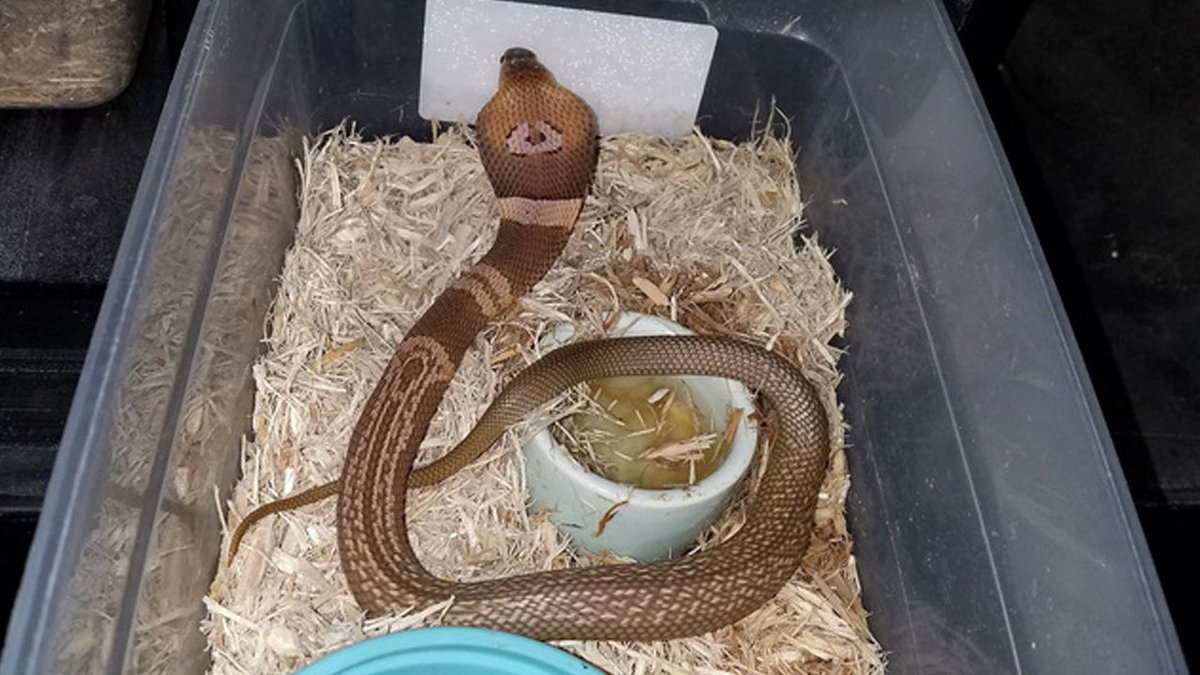 Officials searching for cobra that escaped from a Florida home bit.ly/2lXtIcP https://t.co/GLtxxrtUvF