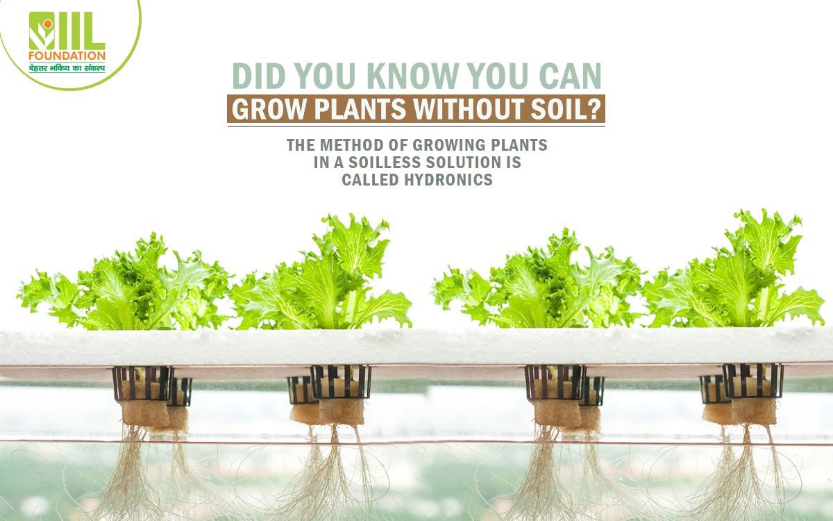 IIL_Foundation's tweet photo. Hydroponics can be any nutrient solution or inert growing medium such as sand. https://t.co/WVhI4JAig2