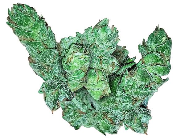 dankcreative's tweet photo. Hang loose and thanks for the connection 
@Godzmazter @420_411 @SF_FOG @sailcannabis @Alex420rocka 
#cannabis #keepitgrowing  &amp; Be Well https://t.co/qPmKWgjOHc