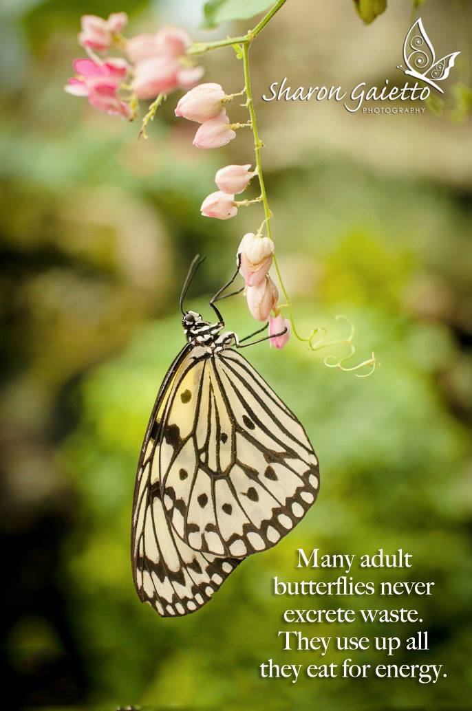 SharonGaietto's tweet photo. #LearnAboutButterfliesDay #ConservationAtItsBest #TidBitTuesday @NatureMuseum #ButterflyHaven #SharonGaiettoPhotography https://t.co/Fb9n2sdGhy
