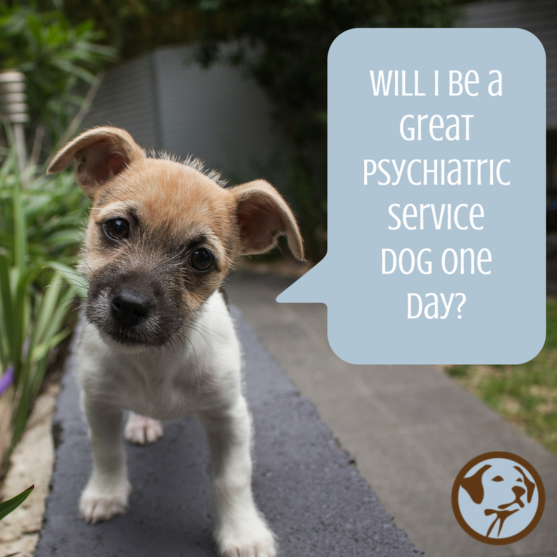 PSDHealingDogs's tweet photo. Today is Ask a Question Day. Do you have a question for #HealingCompanions? Want to know more about #psychiatricservicedogs? #AskUs #dogs https://t.co/LLvsAmqCAC