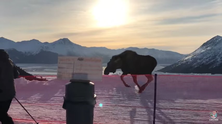 adndotcom's tweet photo. Moose shot after it charged a ski lift line at Alyeska Resort  https://t.co/RGAuHifrAc https://t.co/oD3YtZUQfJ