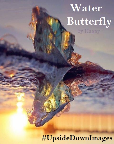 BennArmstrongX's tweet photo. A Butterfly year is worth 70 Dog's years,
How Many Butterflies do you need for a Cat?
#StupidRiddles
#UpsideDownPics
#UpsideDownImages https://t.co/Dk5yiPdZX0