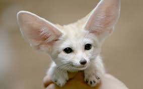SteSfo's tweet photo. @lifeofpi_sto @martacagnola né canini né gattini, #fennec is the way https://t.co/Tr6rAf5O9c