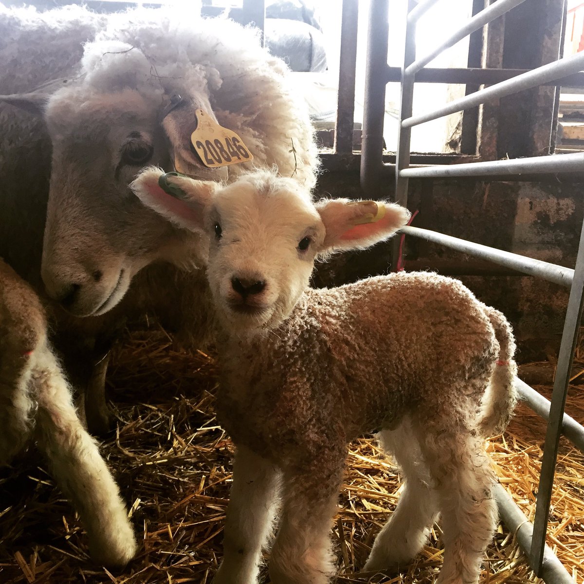 #Cheerful new #spring #lambs at #Bodrugan