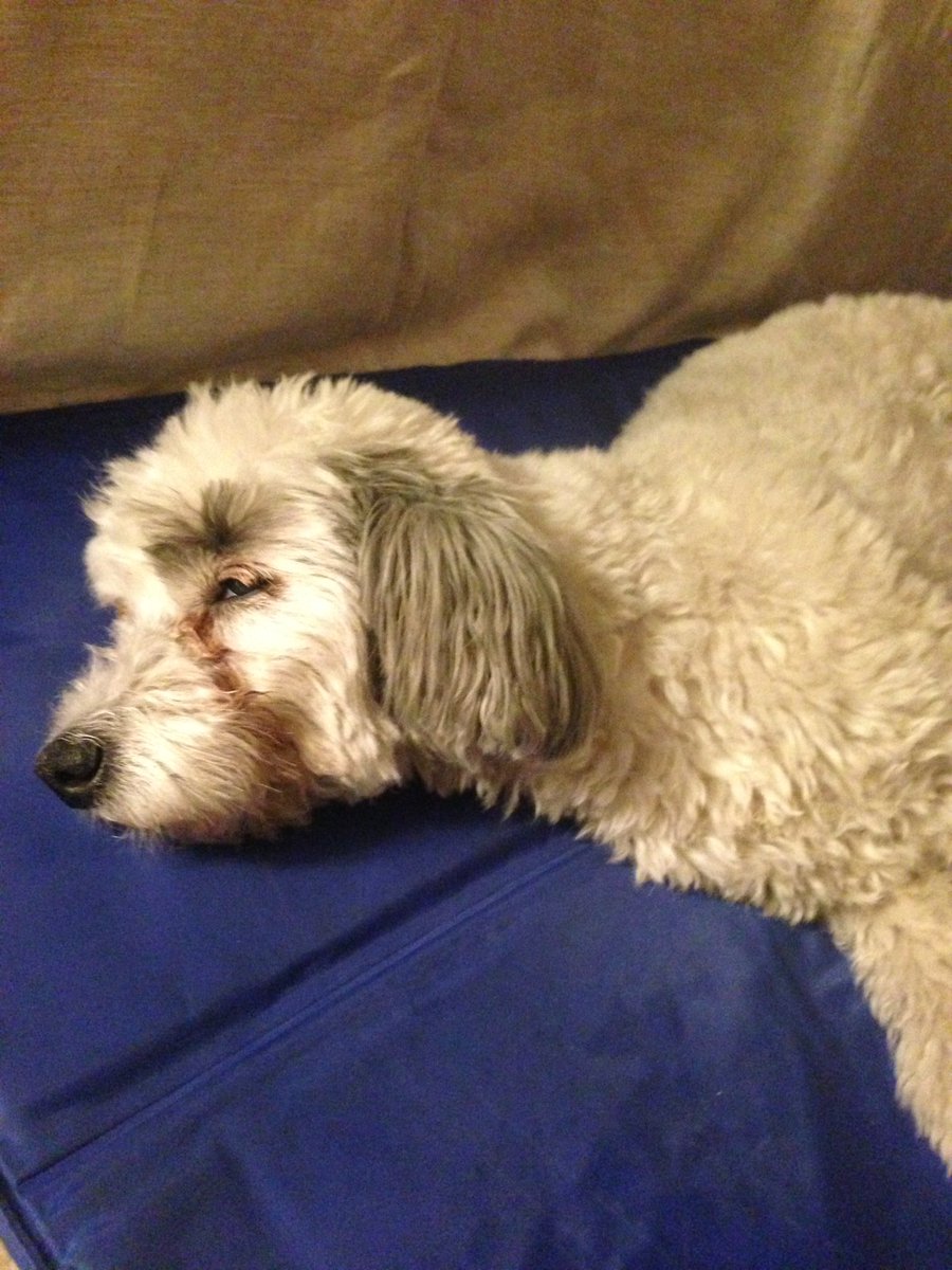 ❤️ Una pecorella stressata #amoilmiocane #barboncino #dog #margot #poodle