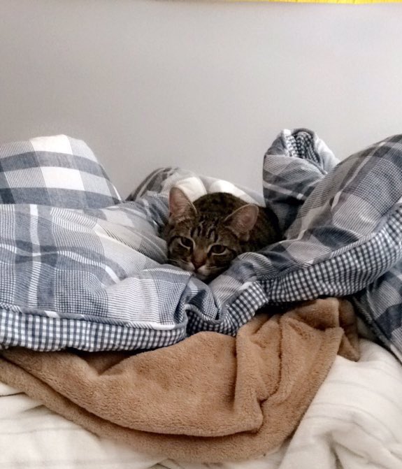 During a #snowday just hide in the blankets