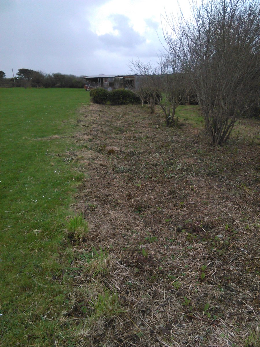 oddjobsteve's tweet photo. Brush cutting Strimming and all #gardenmaintenance #westcornwall #nojobtoosmall https://t.co/pjdqdX5pDM
