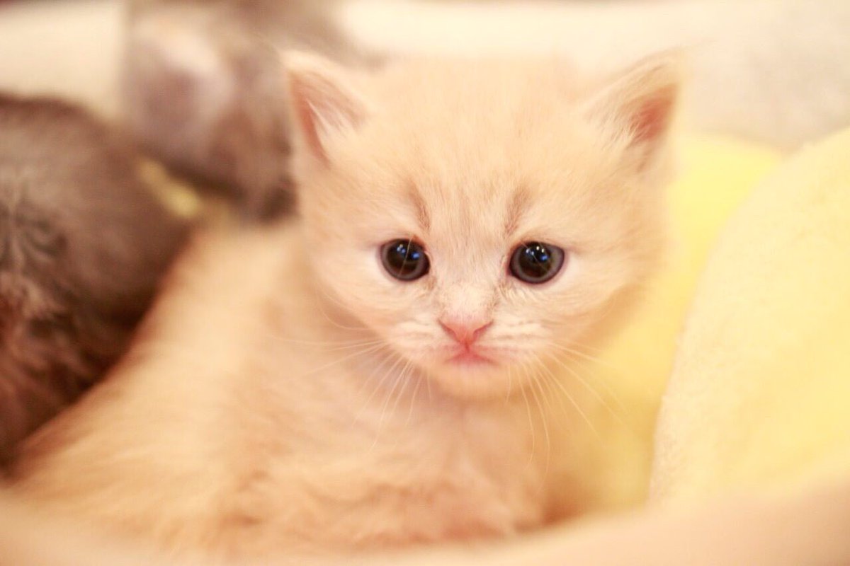 猫かふぇジュエリー 猫ママ Sur Twitter 看板にゃんこのジュエリーちゃんの赤ちゃん達 生後1ヶ月立ち元気に動き回ってます 先週亡くなったダイヤも見守ってくれています 猫 猫カフェ 子猫 猫好き 猫カフェ茨城 猫かふぇジュエリー 猫ママ Sur Twitter 看板にゃんこのジュエリーちゃんの赤ちゃん達 生後1ヶ月立ち元気に動き回ってます 先週亡くなったダイヤも見守ってくれています 猫 猫カフェ 子猫 猫好き 猫カフェ茨城
