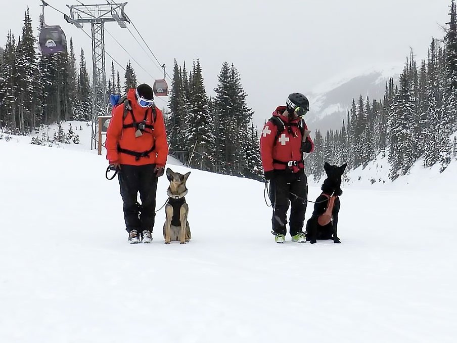 calgaryjournal's tweet photo. Better than snow dogs, these avalanche dogs in @SunshineVillage  could save your life. Full video here: https://t.co/pMYEh1OtbG https://t.co/0LQseDIuTg