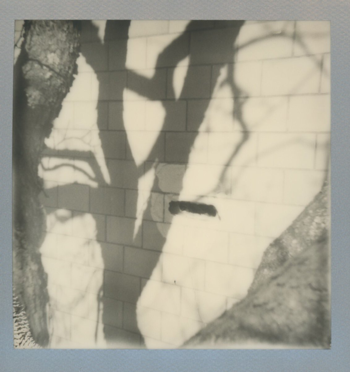 ipdegirl's tweet photo. #instantfilm #filmforever #Polaroid #theimpossibleproject #blackandwhite #filmisalive #ipdegirl #shadow https://t.co/eK3Oy5feT5