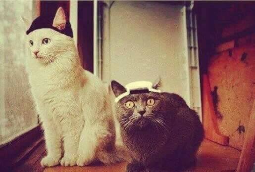 The_SecretStash's tweet photo. Ever had your catnip licked by a fat cat in an overcoat? https://t.co/JMewmeVVJ1