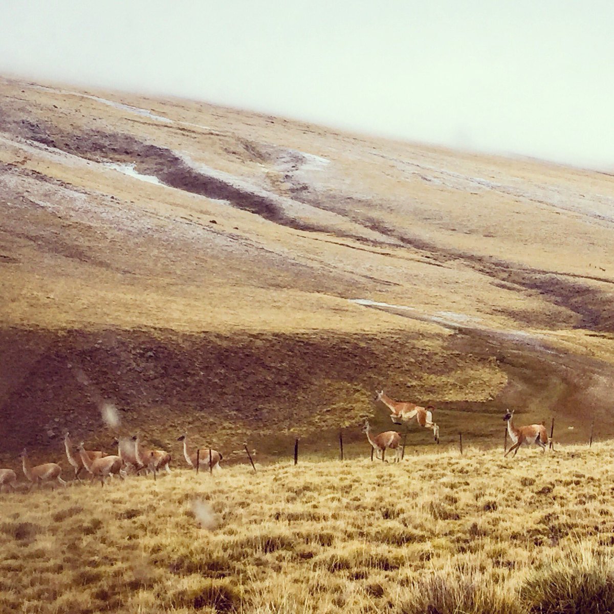 _Bainesy_'s tweet photo. Safari @patagoniapro #guanacos 😃 https://t.co/icOhy375Xm