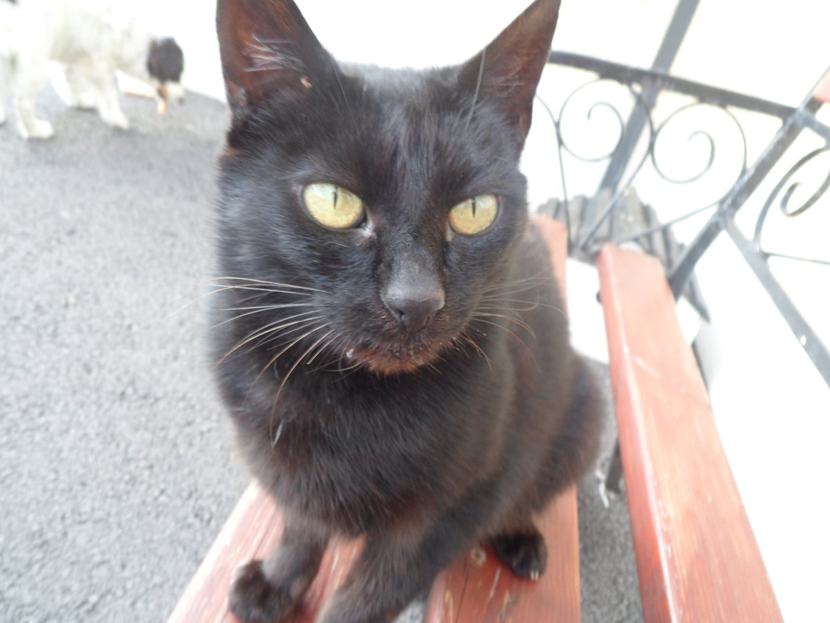 paulbreenauthor's tweet photo. #Catlovers #Caturday #CatsOfTwitter #catsofinstagram followers please help #SaveCatCuddlesSE2 - https://t.co/4TsiHE7IWY https://t.co/MeArMaTc8m