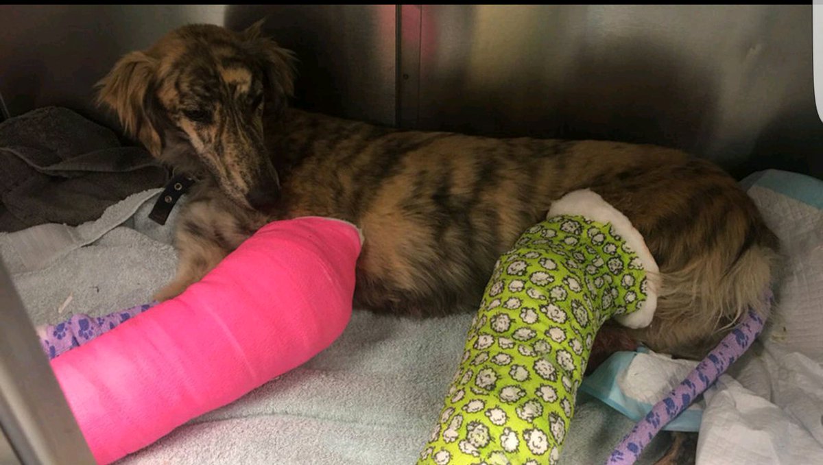 RT and help find the SCUM that thrown this dog out of a moving van on the M23 on the 2/3 at 4pm junction 8-9 #gatwick call <a href="/RSPCA_official/">RSPCA (England & Wales)</a>