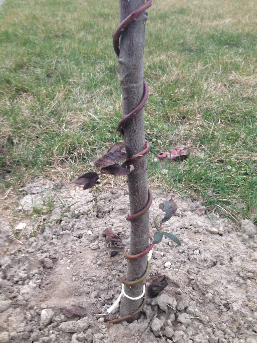 Permakultural's tweet photo. Baumschutz gegen Hasenverbiss ohne Lagerhaus - Stachelige Brombeerranken #AltesWissen  #Permakultur https://t.co/UF5FU7j53j