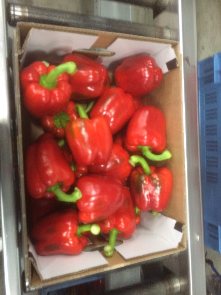 Ons seizoen is weer begonnen! We hebben onze eerste roden paprika's van 2017 geoogst!