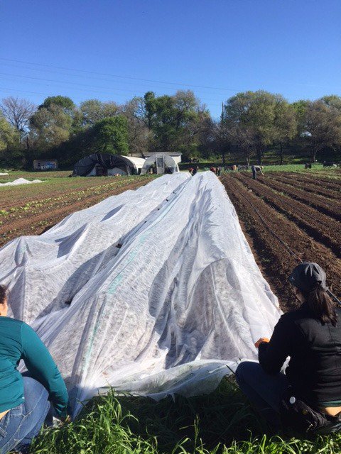 BoundlessNetwk's tweet photo. We had so much fun getting our hands a little dirty, helping @UrbanRootsATX cover some squash plants this morning! #boundlesscares https://t.co/NSVF1EAuBS