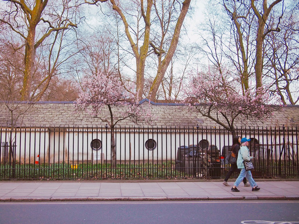 a_unefille's tweet photo. Spring in London #london #ロンドン #春 #spring https://t.co/36CJnHIESz