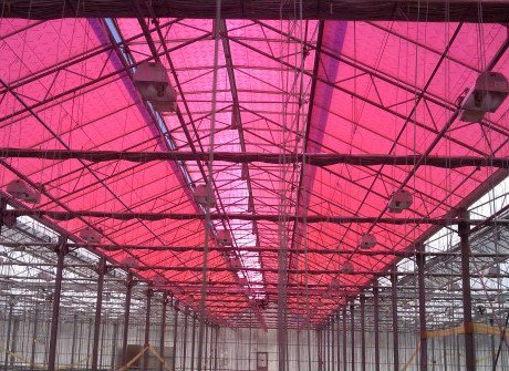 hortidaily's tweet image. US (CA): UC Riverside's greenhouse starts trial with pink solar roof
hortidaily.com/article/33061/…