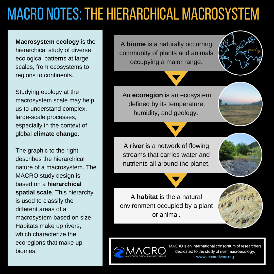 macrorivers's tweet photo. The MACRO study design is based on a hierarchy (#biome --> #ecoregion --> #river --> #habitat). Learn more here! #MacroNotes https://t.co/MeKc6qw3tR