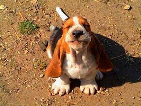 CreaturesViral's tweet photo. Pllleeeaaaasseeee 😍😍😂😂 #cuteanimaltweetoff #cutenessOVERLOAD #SmilingDogs https://t.co/2nlqEDjmkR