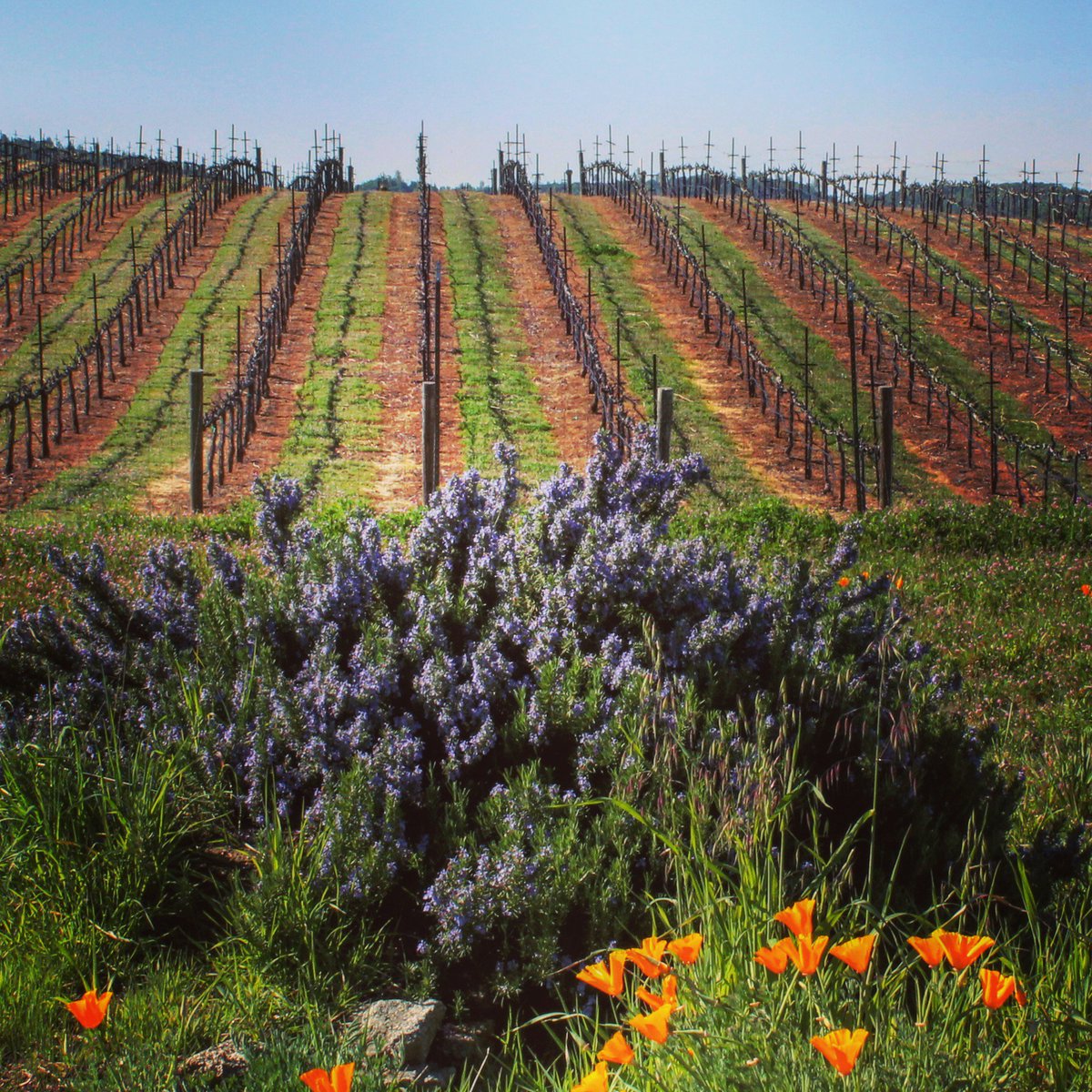 VisitElDorado's tweet image. RT @ShadowRanchWine: Feeling a bit groggy from the time change still? Just look at this &amp;amp; you will feel better.