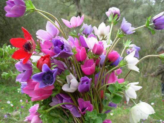 HawaSamo tweet picture