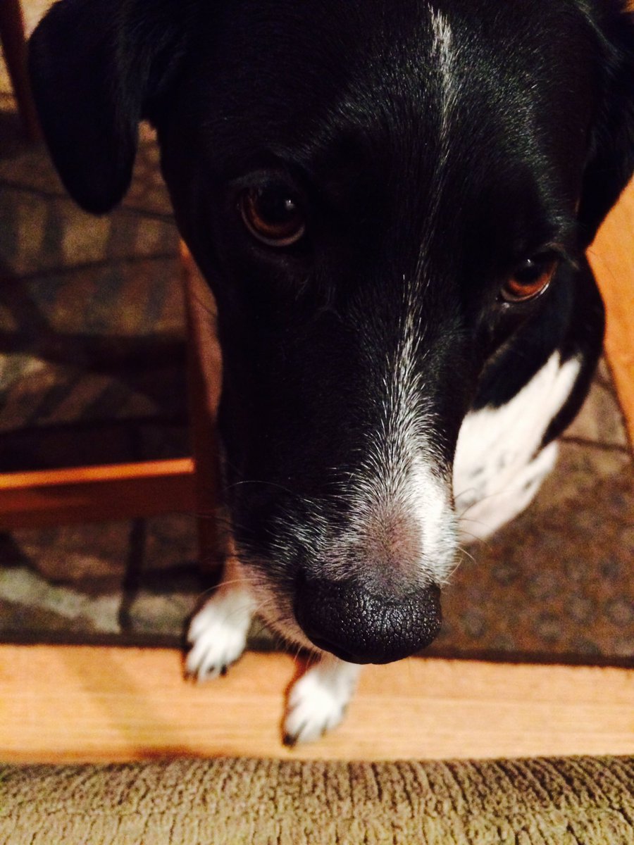 DogNamedDaphne's tweet photo. What is this #PiDay thing everyone is freaking out about? It's my birthday, darn it! Celebrate ME! https://t.co/jfsMNXaXFB