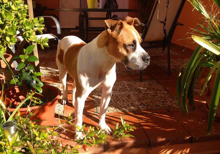 NuevaVidaAdop's tweet photo. MADRID
PETER Xboxer-american 4años
Cariñoso,sociable,activo,con alta energia
precisa licencia ppp
#madrid #adopta
facenuevavida@gmail.com https://t.co/ggXQ38zIhd