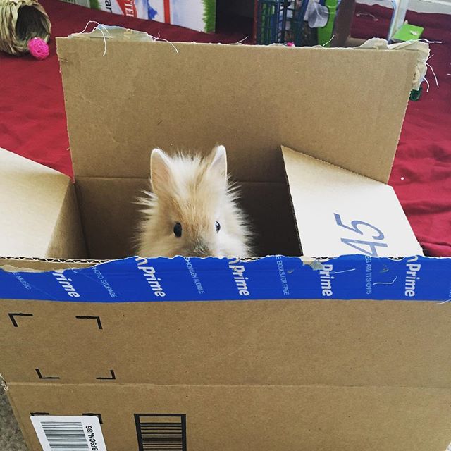 Has anybunny seen my friend? 🐰 #PrimePet