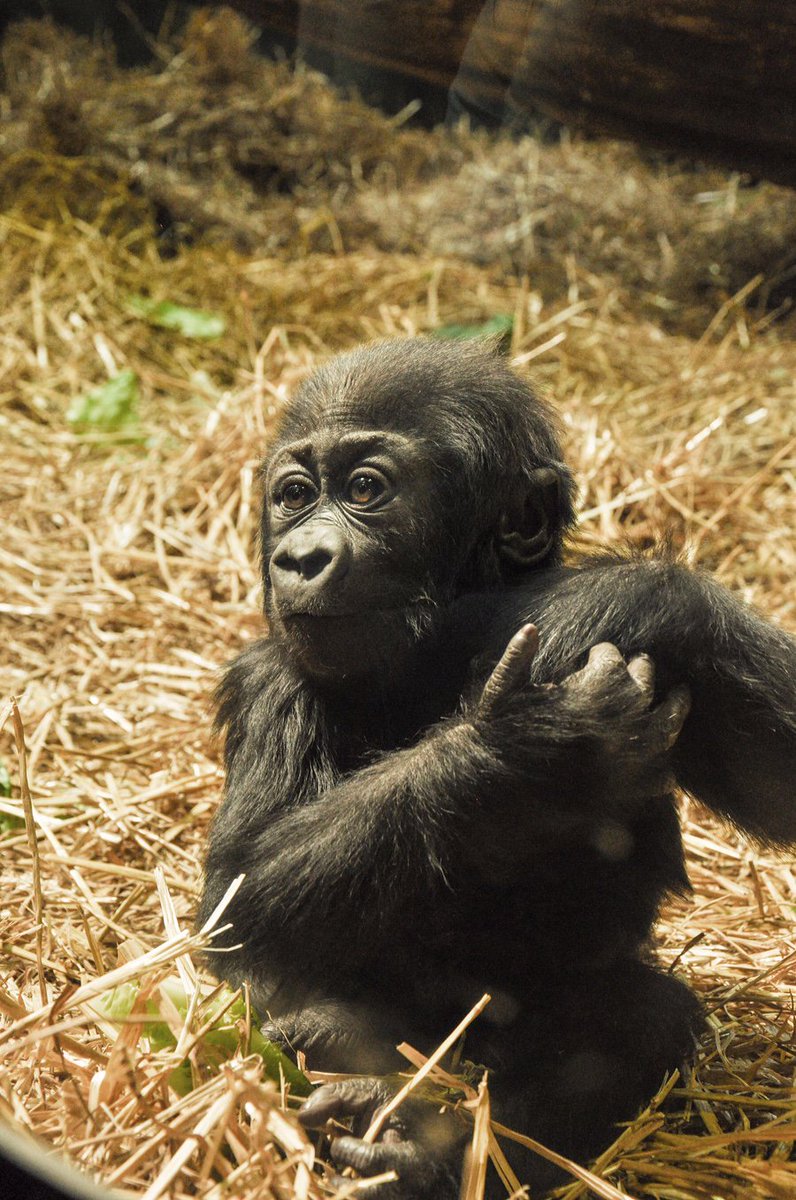 GregFischerLou's tweet photo. Happy 1st birthday, Kindi! Join the @LouisvilleZoo's celebration on Saturday.  https://t.co/n1aqBJiW9S https://t.co/VmYcH07jkx