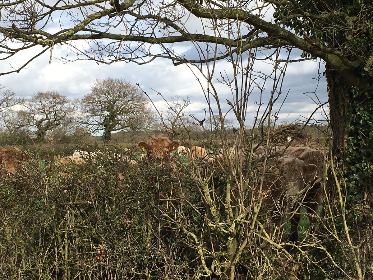 Went for a walk earlier these lot peaking at me 🐮🐮🐮🐮 #cheadlefarm #knutsford #cheshire #farmlife #cows #youngstock #countryside 🍃