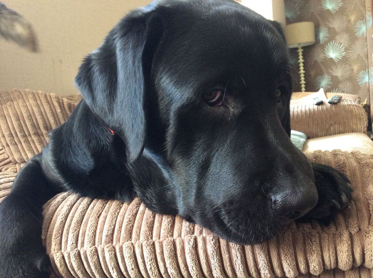 MerlinBlackLab's tweet image. Just got accused of pinching some carrots .... as if?!!
I only 'borrowed' them 😉 x